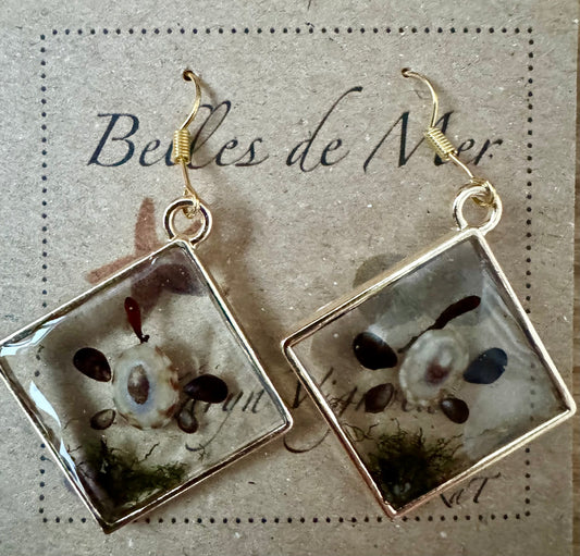 Boucles d'oreilles patelles du volcan, moules et algues