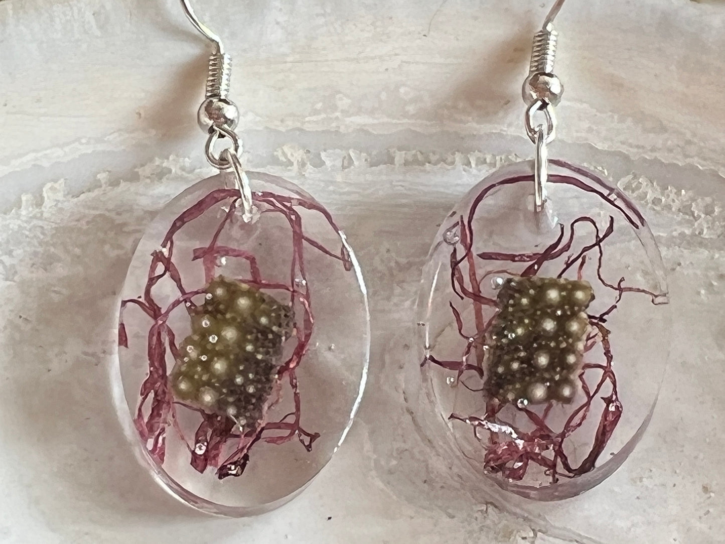 Boucles d’oreilles oursin vert et algues rouges